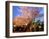 Cherry Blossoms by Night-null-Framed Photographic Print