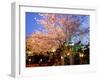 Cherry Blossoms by Night-null-Framed Photographic Print