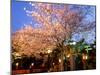 Cherry Blossoms by Night-null-Mounted Photographic Print