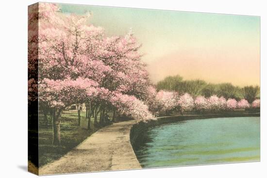 Cherry Blossoms by Tidal Basin-null-Stretched Canvas