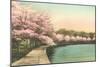 Cherry Blossoms by Tidal Basin-null-Mounted Art Print