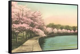 Cherry Blossoms by Tidal Basin-null-Framed Stretched Canvas