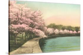 Cherry Blossoms by Tidal Basin-null-Stretched Canvas
