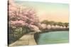 Cherry Blossoms by Tidal Basin-null-Stretched Canvas