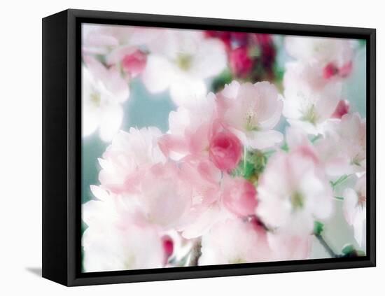 Cherry Blossoms, Close Up View-null-Framed Stretched Canvas