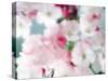 Cherry Blossoms, Close Up View-null-Stretched Canvas