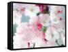 Cherry Blossoms, Close Up View-null-Framed Stretched Canvas