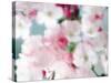 Cherry Blossoms, Close Up View-null-Stretched Canvas