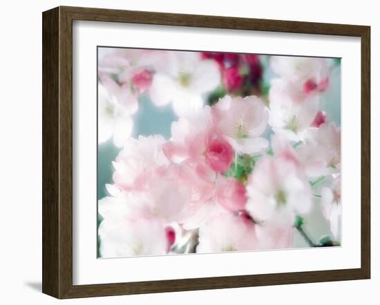 Cherry Blossoms, Close Up View-null-Framed Photographic Print