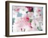 Cherry Blossoms, Close Up View-null-Framed Photographic Print