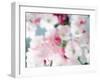 Cherry Blossoms, Close Up View-null-Framed Photographic Print