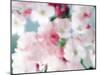 Cherry Blossoms, Close Up View-null-Mounted Photographic Print