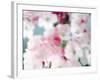 Cherry Blossoms, Close Up View-null-Framed Photographic Print