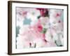 Cherry Blossoms, Close Up View-null-Framed Photographic Print