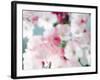 Cherry Blossoms, Close Up View-null-Framed Photographic Print