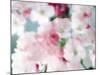Cherry Blossoms, Close Up View-null-Mounted Photographic Print