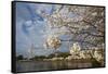 Cherry Blossoms Decorate Trees Around Tidal Basin In Washington DC; Washington Monument Stands Bkgd-Karine Aigner-Framed Stretched Canvas