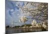 Cherry Blossoms Decorate Trees Around Tidal Basin In Washington DC; Washington Monument Stands Bkgd-Karine Aigner-Mounted Photographic Print