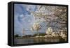 Cherry Blossoms Decorate Trees Around Tidal Basin In Washington DC; Washington Monument Stands Bkgd-Karine Aigner-Framed Stretched Canvas