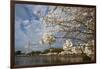 Cherry Blossoms Decorate Trees Around Tidal Basin In Washington DC; Washington Monument Stands Bkgd-Karine Aigner-Framed Photographic Print