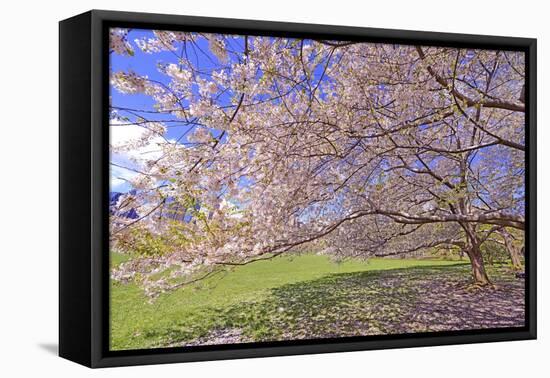 Cherry Blossoms Flowering in Springtime-robert cicchetti-Framed Stretched Canvas