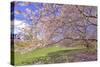 Cherry Blossoms Flowering in Springtime-robert cicchetti-Stretched Canvas