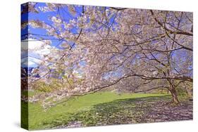 Cherry Blossoms Flowering in Springtime-robert cicchetti-Stretched Canvas