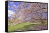 Cherry Blossoms Flowering in Springtime-robert cicchetti-Framed Stretched Canvas