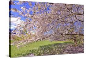 Cherry Blossoms Flowering in Springtime-robert cicchetti-Stretched Canvas