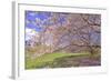 Cherry Blossoms Flowering in Springtime-robert cicchetti-Framed Photographic Print