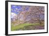 Cherry Blossoms Flowering in Springtime-robert cicchetti-Framed Photographic Print