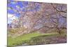 Cherry Blossoms Flowering in Springtime-robert cicchetti-Mounted Photographic Print