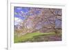Cherry Blossoms Flowering in Springtime-robert cicchetti-Framed Photographic Print