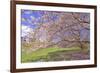 Cherry Blossoms Flowering in Springtime-robert cicchetti-Framed Photographic Print