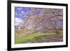 Cherry Blossoms Flowering in Springtime-robert cicchetti-Framed Photographic Print