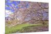 Cherry Blossoms Flowering in Springtime-robert cicchetti-Mounted Photographic Print