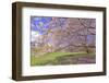 Cherry Blossoms Flowering in Springtime-robert cicchetti-Framed Photographic Print