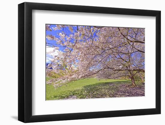 Cherry Blossoms Flowering in Springtime-robert cicchetti-Framed Photographic Print