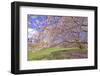 Cherry Blossoms Flowering in Springtime-robert cicchetti-Framed Photographic Print