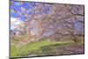 Cherry Blossoms Flowering in Springtime-robert cicchetti-Mounted Photographic Print