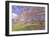 Cherry Blossoms Flowering in Springtime-robert cicchetti-Framed Photographic Print