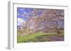 Cherry Blossoms Flowering in Springtime-robert cicchetti-Framed Photographic Print