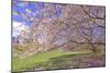 Cherry Blossoms Flowering in Springtime-robert cicchetti-Mounted Photographic Print