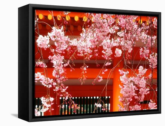 Cherry Blossoms, Heian-Jingu Shrine, Kyoto, Japan-null-Framed Stretched Canvas