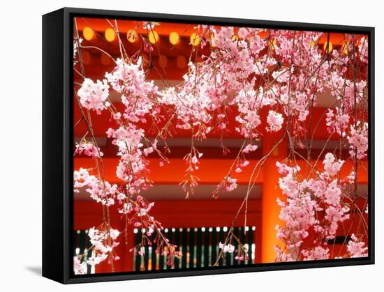 Cherry Blossoms, Heian-Jingu Shrine, Kyoto, Japan-null-Framed Stretched Canvas