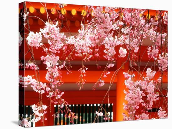 Cherry Blossoms, Heian-Jingu Shrine, Kyoto, Japan-null-Stretched Canvas