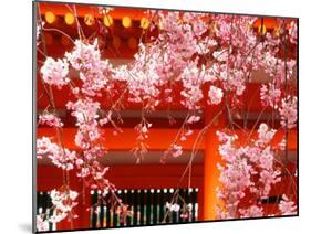Cherry Blossoms, Heian-Jingu Shrine, Kyoto, Japan-null-Mounted Photographic Print