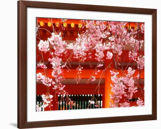 Cherry Blossoms, Heian-Jingu Shrine, Kyoto, Japan-null-Framed Photographic Print