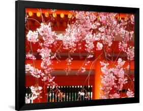 Cherry Blossoms, Heian-Jingu Shrine, Kyoto, Japan-null-Framed Photographic Print