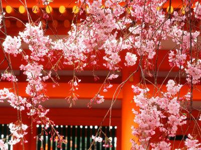 https://imgc.allpostersimages.com/img/posters/cherry-blossoms-heian-jingu-shrine-kyoto-japan_u-L-Q10W3VX0.jpg?artPerspective=n